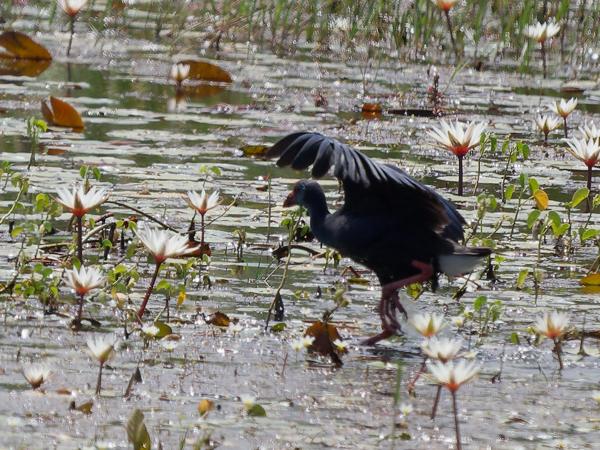 <h3><a href="/trips/gambia/biota/animalia/chordata/aves/023 gruiformes/003 rallidae/porphyrio madagascariensis/porphyrio madagascariensis-nl.html">Porphyrio&nbsp;madagascariensis</a> / African&nbsp;swamphen / Smaragdpurperkoet</h3>OM-1 Mark II met OLYMPUS M.150-400mm F4.5, 1/2000 sec  bij F4.5, ISO 250, afstand 64.8&nbsp;m